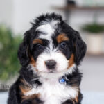 Trent | Tri Multigen Bernedoodle for sale