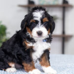 Trent | Tri Multigen Bernedoodle for sale
