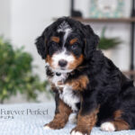 Troy | Tri Multigen Bernedoodle for sale