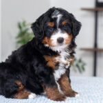 Troy | Tri Multigen Bernedoodle for sale