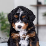 Troy | Tri Multigen Bernedoodle for sale