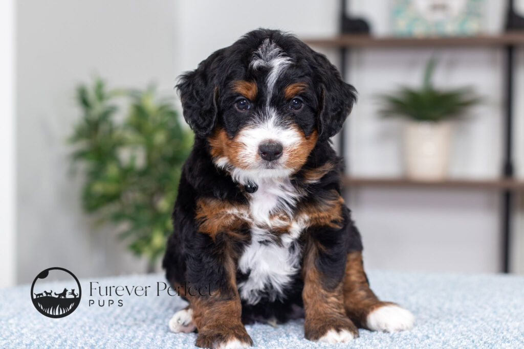 Troy (6)
