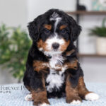 Troy | Tri Multigen Bernedoodle for sale