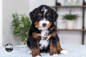 Troy Male Multigen Bernedoodle