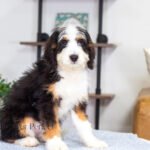 Addie | Tri F1 Bernedoodle for sale