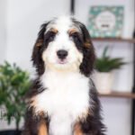 Addie | Tri F1 Bernedoodle for sale
