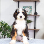 Addie (4)