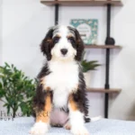 Addie (4)