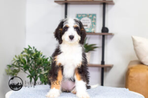 Addie Female Bernedoodle