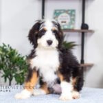 Addie | Tri F1 Bernedoodle for sale
