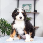 Addie (6)