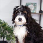 Alex | Tri F1 Bernedoodle for sale