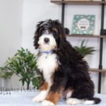 Alex | Tri F1 Bernedoodle for sale