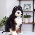 Alex | Tri F1 Bernedoodle for sale