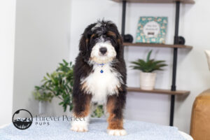 Alex Male Bernedoodle