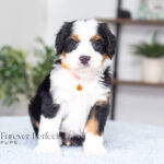 Alexander | Tri F1 Bernedoodle for sale