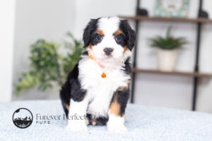 Alexander Male F1 Bernedoodle