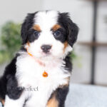 Alexander | Tri F1 Bernedoodle for sale