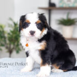 Alexander | Tri F1 Bernedoodle for sale