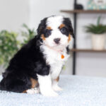 Alexander | Tri F1 Bernedoodle for sale
