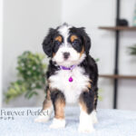 Alisha | Tri F1 Bernedoodle for sale