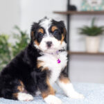 Alisha | Tri F1 Bernedoodle for sale