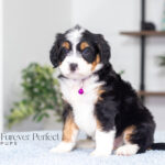 Alisha | Tri F1 Bernedoodle for sale