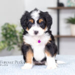 Alisha | Tri F1 Bernedoodle for sale
