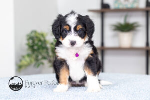 Alisha Female F1 Bernedoodle