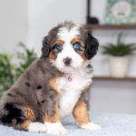 Amy | Blue Merle & Tan F1 Bernedoodle for sale