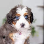 Amy | Blue Merle & Tan F1 Bernedoodle for sale
