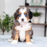 Amy | Blue Merle & Tan F1 Bernedoodle for sale