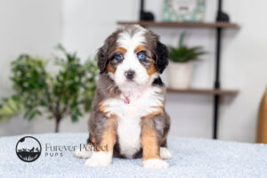 Amy Female F1 Bernedoodle