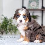 Amy | Blue Merle & Tan F1 Bernedoodle for sale