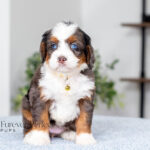 Angela | Blue Merle & Tan F1 Bernedoodle for sale