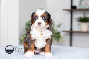 Angela Female F1 Bernedoodle
