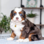 Angela | Blue Merle & Tan F1 Bernedoodle for sale