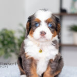 Angela | Blue Merle & Tan F1 Bernedoodle for sale