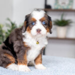 Angela | Blue Merle & Tan F1 Bernedoodle for sale