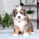 Anson | Blue Merle & Tan F1 Bernedoodle for sale