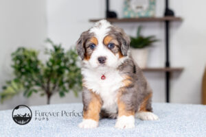 Anson Male F1 Bernedoodle