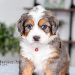 Anson | Blue Merle & Tan F1 Bernedoodle for sale