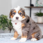 Anson | Blue Merle & Tan F1 Bernedoodle for sale