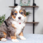 Anson | Blue Merle & Tan F1 Bernedoodle for sale