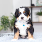 Anthony | Tri F1 Bernedoodle for sale