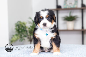 Anthony Male F1 Bernedoodle