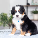 Anthony | Tri F1 Bernedoodle for sale