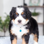 Anthony | Tri F1 Bernedoodle for sale