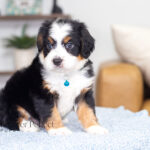 Anthony | Tri F1 Bernedoodle for sale