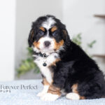 Arthur | Tri F1 Bernedoodle for sale